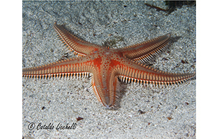 astropecten aurantiacus