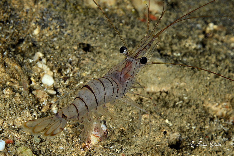 Palaemon serratus (Pennant, 1777) nel Salento