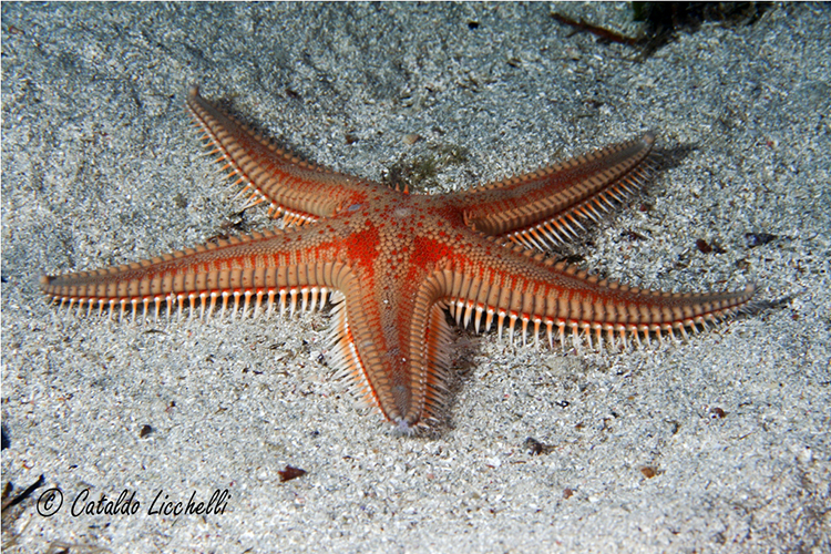 astropecten aurantiacus