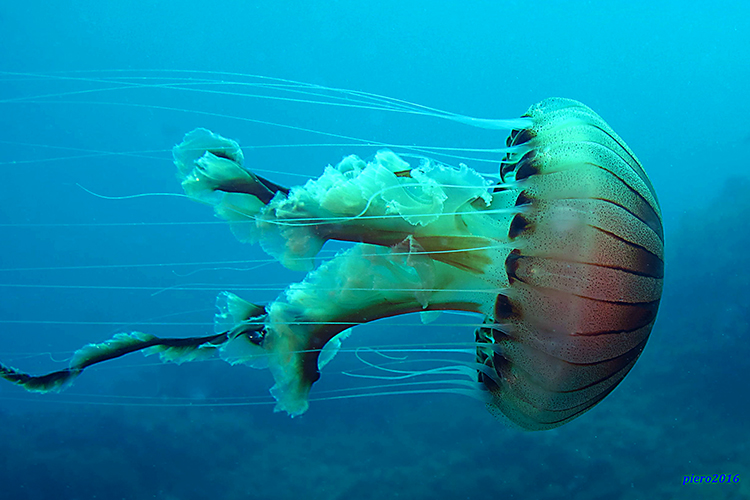 Chrysaora Hysoscella (linnaeus, 1766) Nel Salento