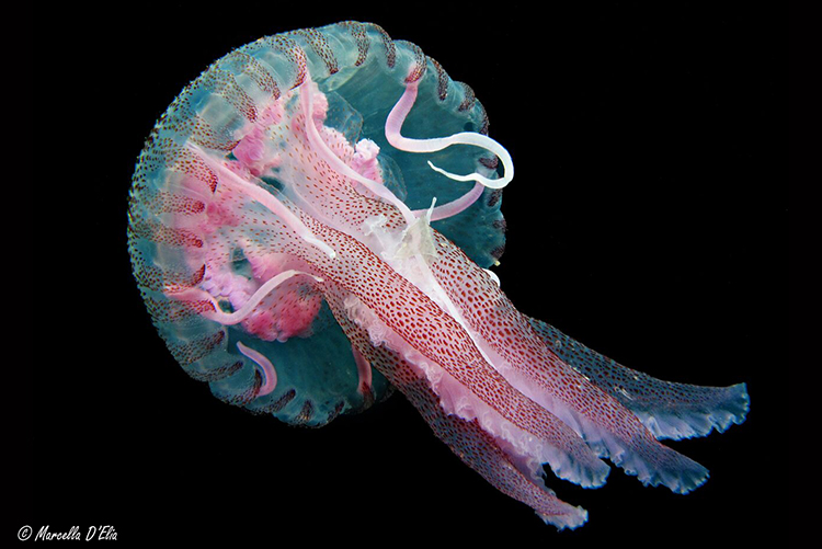 Pelagia noctiluca (Forsskål, 1775) nel Salento